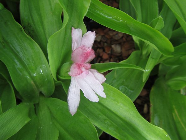 Roscoea scillifolia