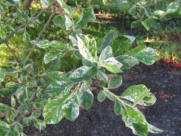 Salix cinerea 'Variegata'