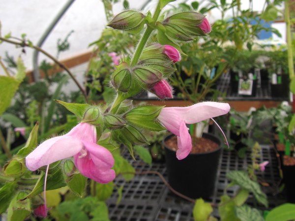 Salvia glabrescens 'Momobana'