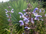 Salvia moorcroftiana x indica