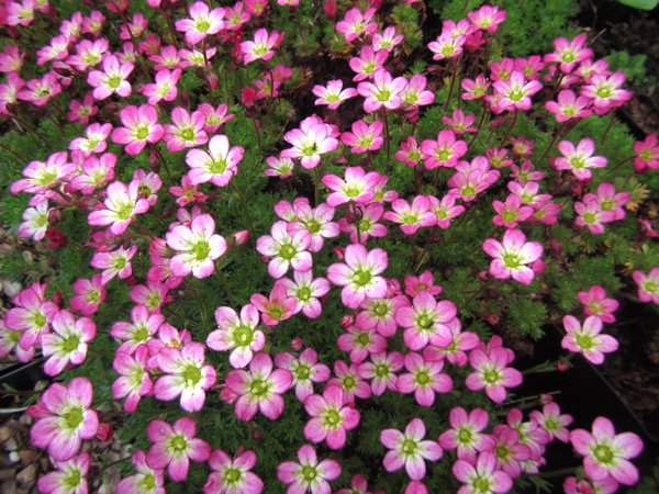 Saxifraga x arendsii 'Peter Pan' – Far Reaches Farm