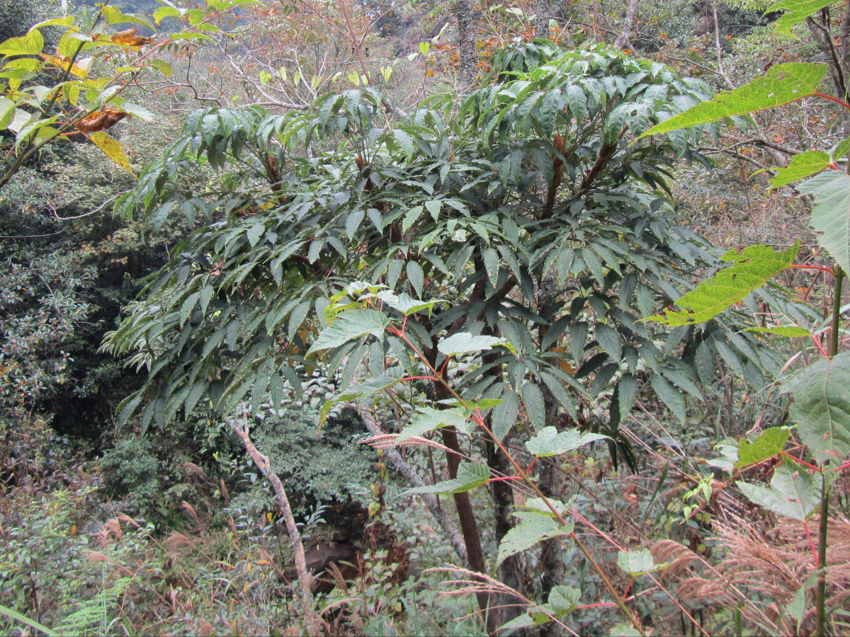 Heptapleurum – Far Reaches Farm