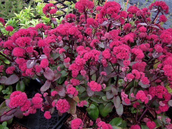 Sedum spectabile 'Marchant's Best Red'