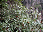 Sorbus aronioides CDHM 14677