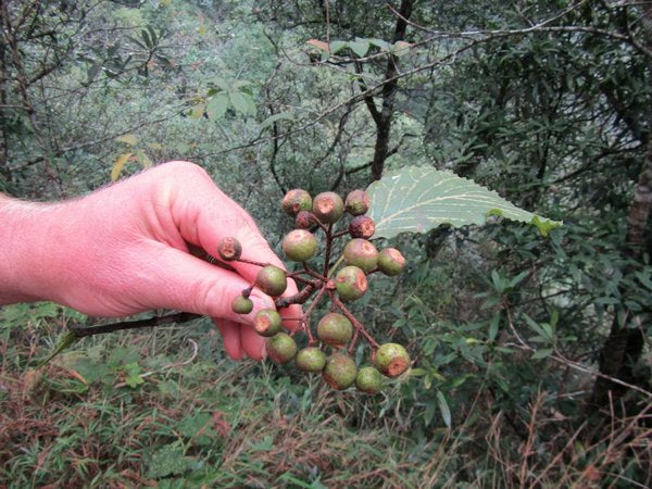 Sorbus aronioides CDHM 14677