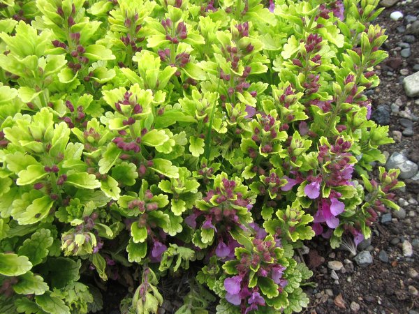 Teucrium chamaedrys 'Summer Sunshine' – Far Reaches Farm