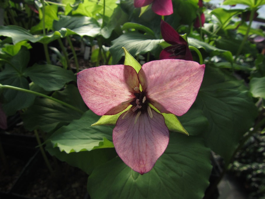 Trillium sulcatum pink