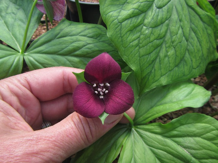 Trillium sulcatum red