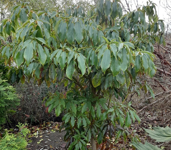 Trochodendron aralioides MD 15-104