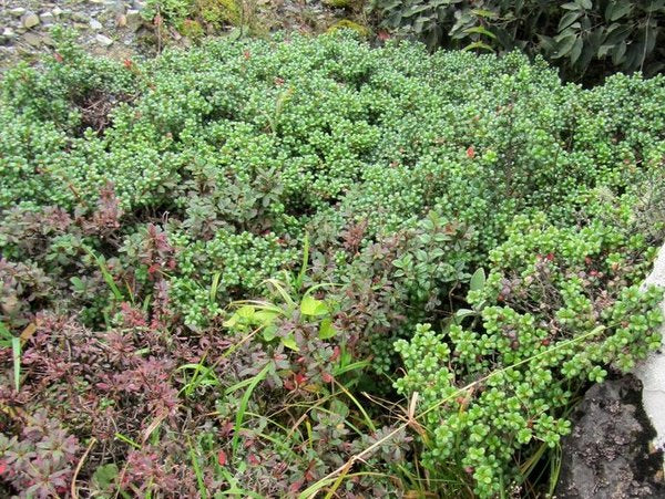 Vaccinium delavayi CDHM 14522