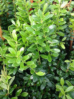 Stems with waxy round leaves of Vaccinium moupinense