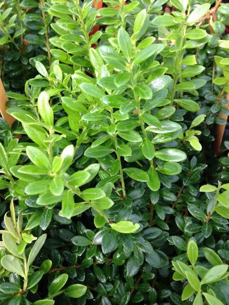 Stems with waxy round leaves of Vaccinium moupinense