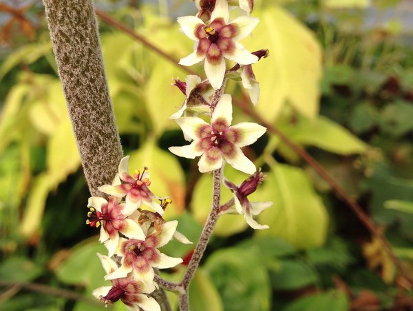 Veratrum cf. schindleri