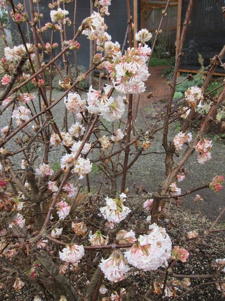 Viburnum x bodnantense 'Charles Lamont' AGM